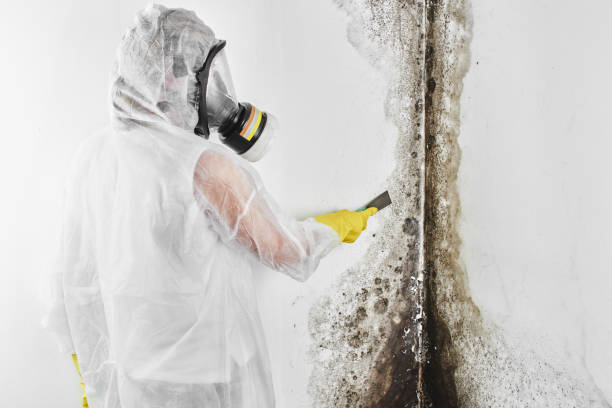 Best Bathroom Mold Remediation in South Alamo, TX