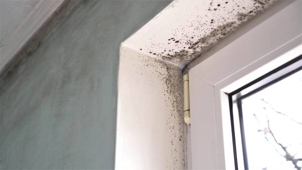 Best Attic Mold Remediation in South Alamo, TX