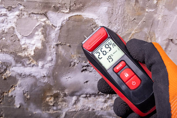 Best White Mold Remediation in South Alamo, TX