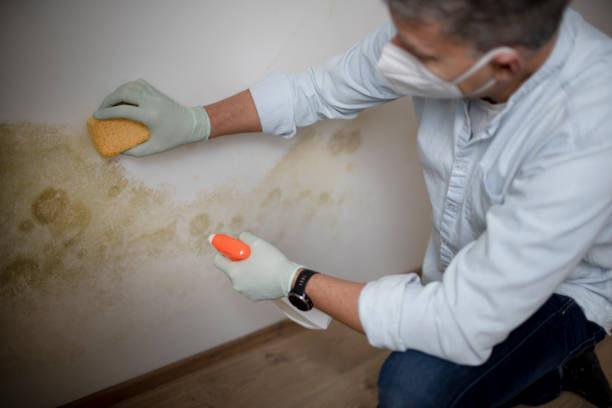 Best Mold Remediation for Specific Building Types in South Alamo, TX
