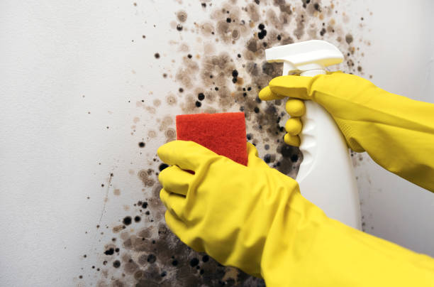 Best Black Mold Remediation in South Alamo, TX