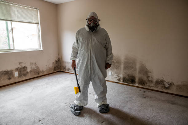 Best Localized Mold Remediation (e.g., coastal areas, humid climates) in South Alamo, TX
