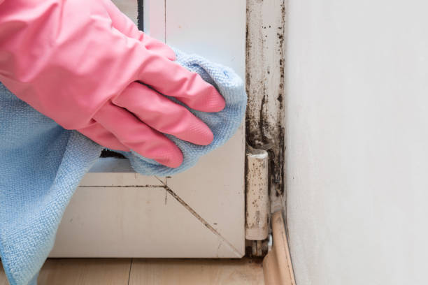 Best Mold Testing and Inspection Services in South Alamo, TX