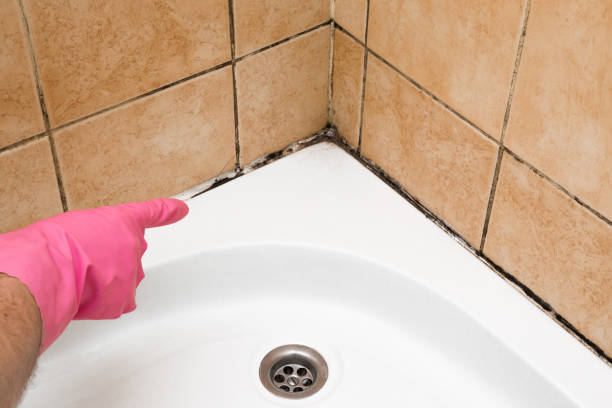 Best Crawl Space Mold Remediation in South Alamo, TX